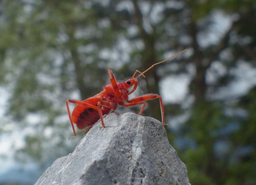 Rhinocoris??